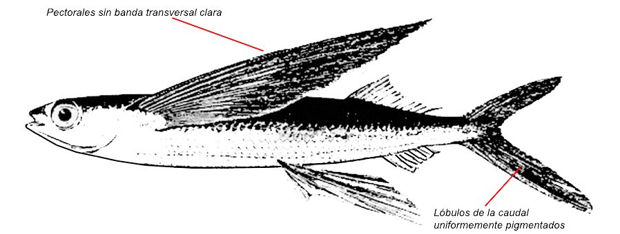 Cheilopogon heterurus_01.jpg